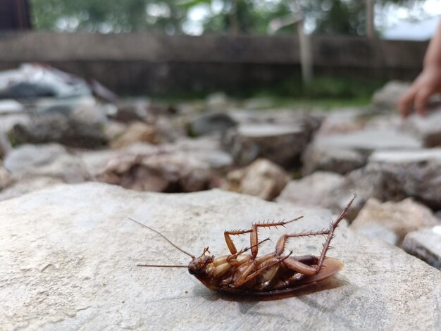 Ile kosztuje gra La Cucaracha w sklepach?